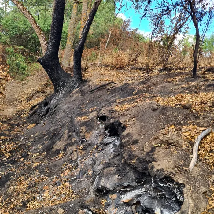 Sol forestier ars, cu trunchiuri înnegrite și frunze uscate