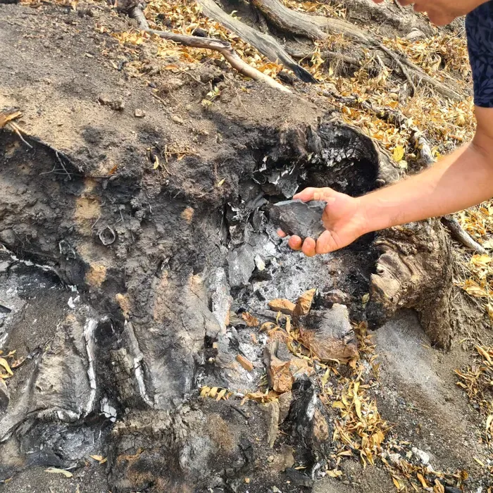 Mână ridicând bucăți de sol ars dintr-un mal carbonizat
