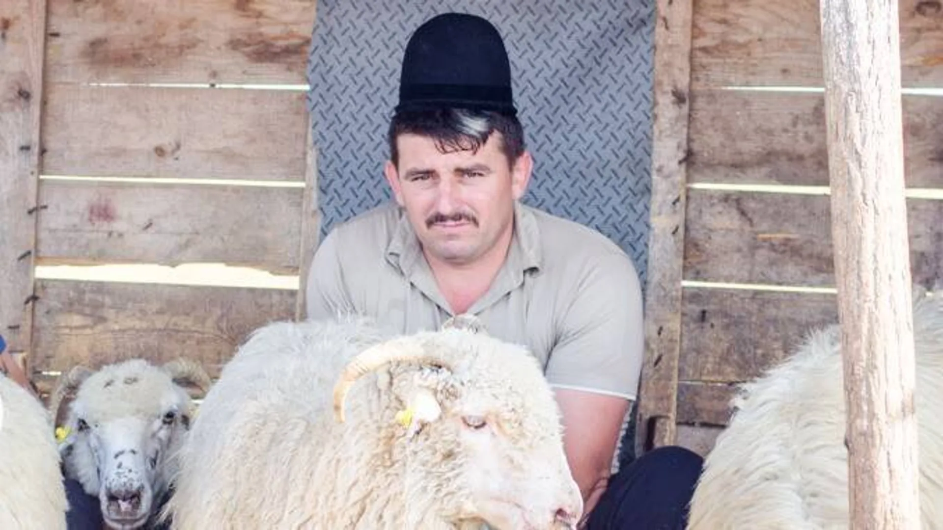 Bărbat cu pălărie neagră, așezat lângă mai multe oi într-un adăpost din lemn.