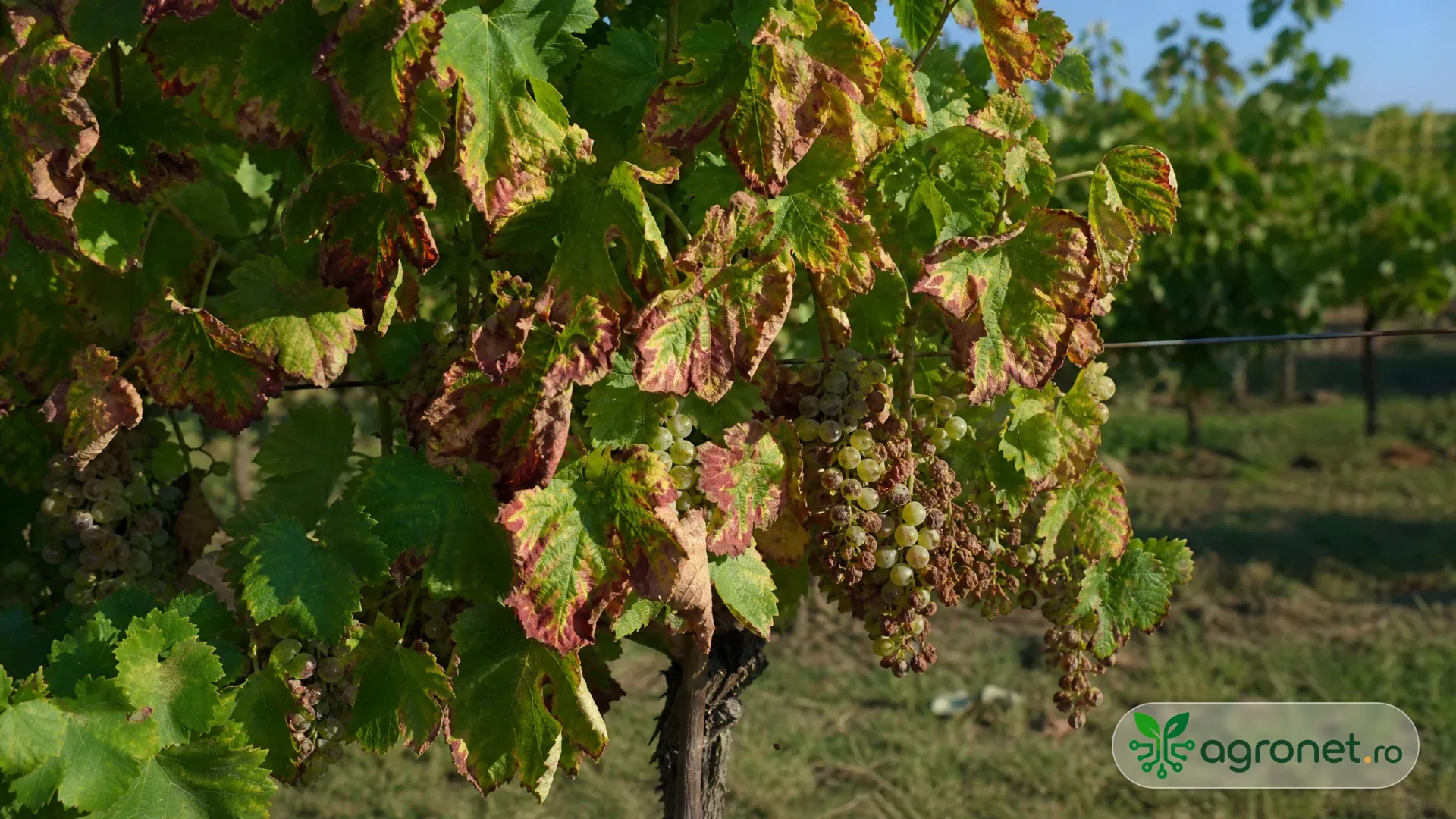 Butuc de viță-de-vie la sfârșit de vară, cu câteva frunze răsucite și decolorate, lăstari insuficient maturizați și un ciorchine afectat.