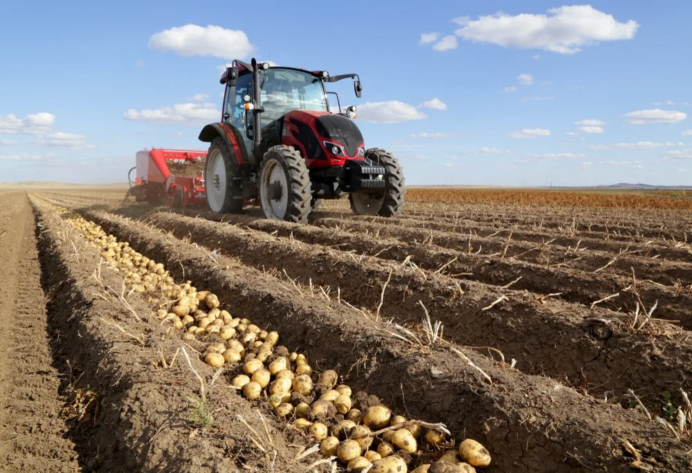 Tractor cu utilaj de recoltat cartofi pe un câmp, cu tuberculi aliniați pe brazdă și sol uscat.