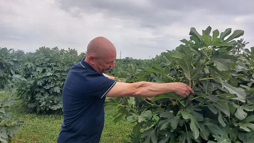 Fermier examinează ramurile unui smochin într-o livadă verde