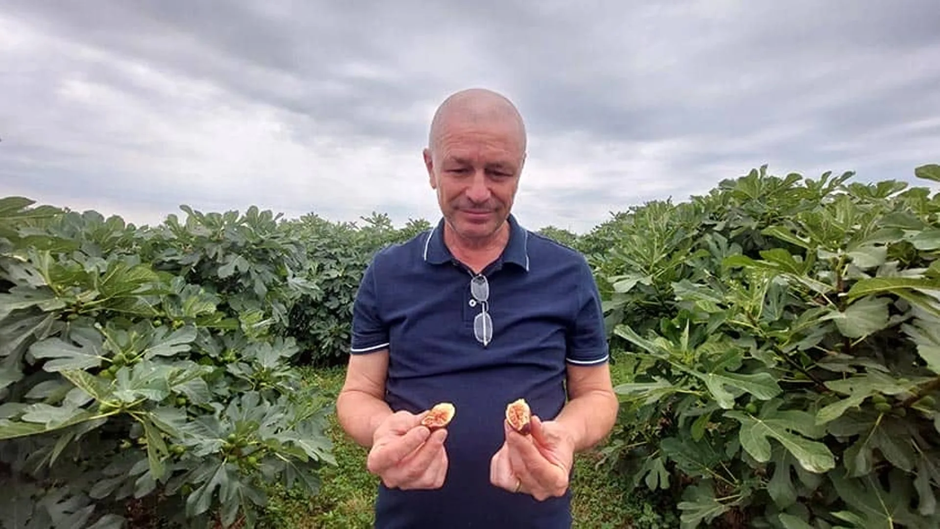 Bărbat într-o livadă de smochini, ținând în mâini două smochine desfăcute, sub un cer înnorat.