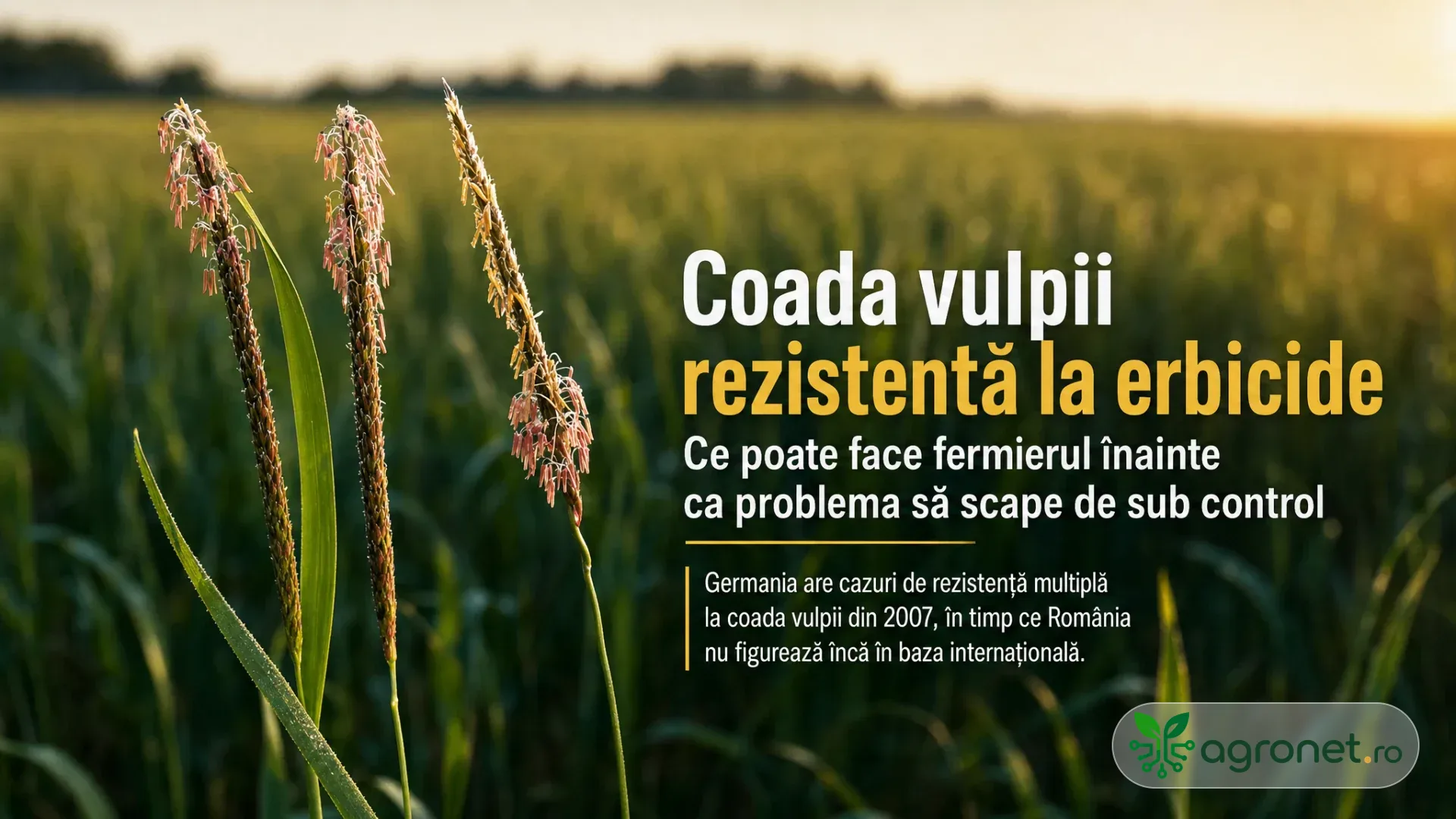 Inflorescențe de graminee într-un lan verde, luminate de soare, cu fundal agricol defocalizat.