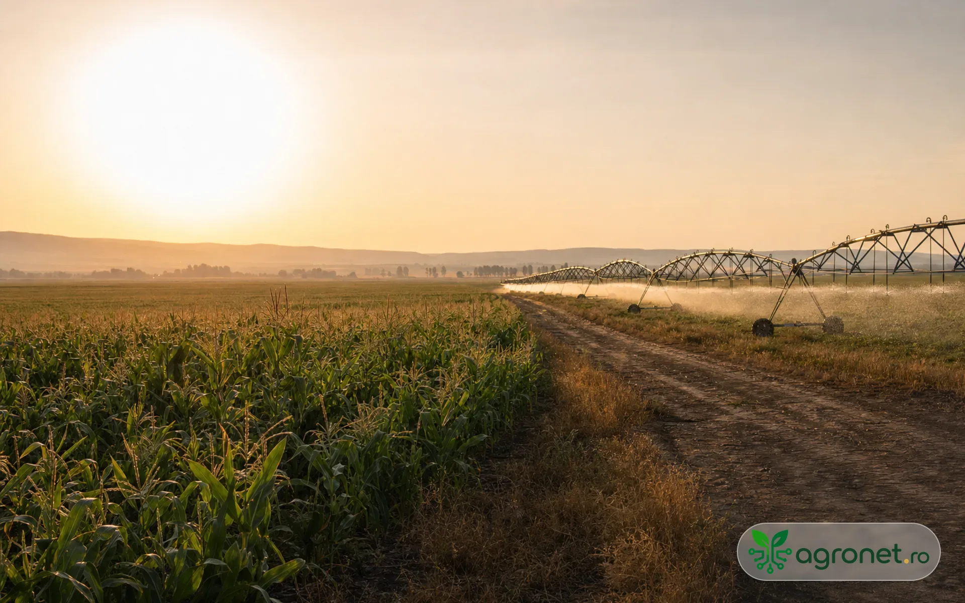 Câmp agricol în lumina dimineții, în contextul unui buletin despre caniculă și lucrările agricole