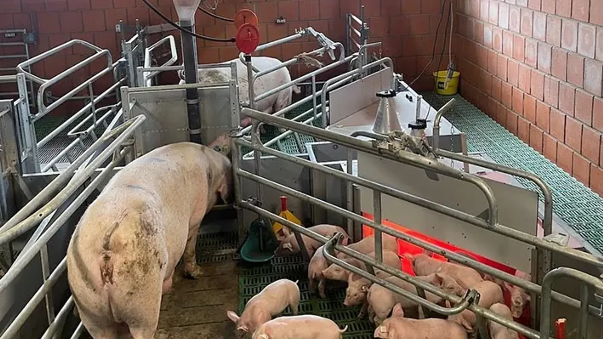 Scroafă cu purcei într-un compartiment de maternitate dintr-o fermă de porci, cu țarcuri metalice și pardoseală grilată.