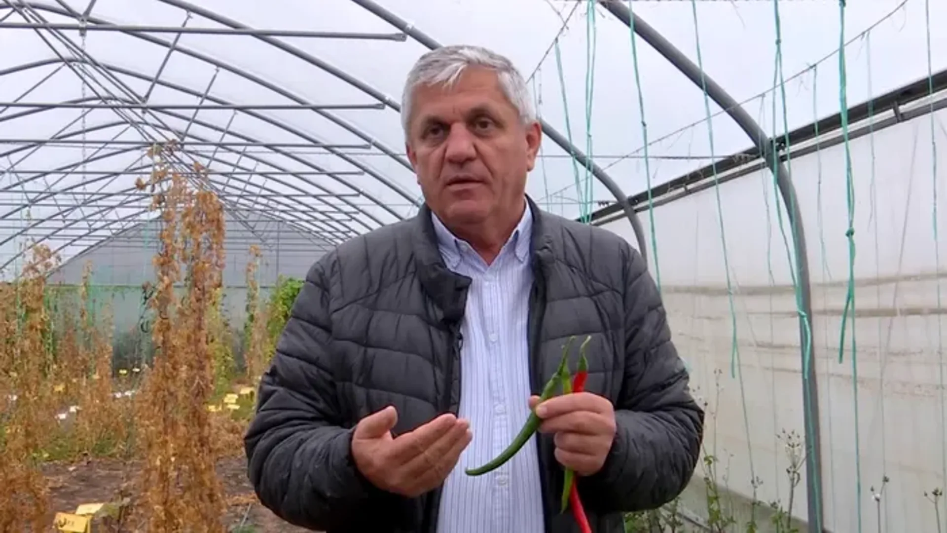 Un bărbat ține doi ardei iuți într-un solar cu plante de ardei.