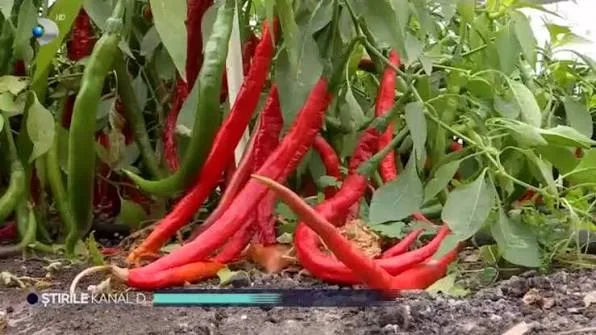 Ardei iuți roșii și verzi cresc pe plante în solar