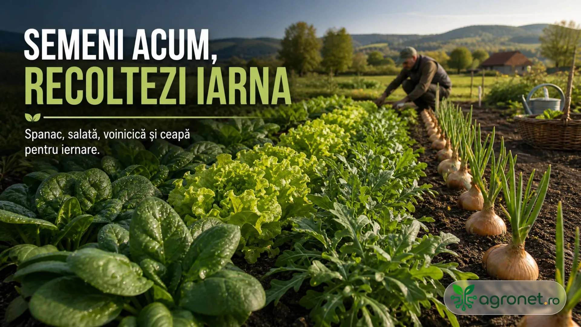 Straturi de legume verzi și ceapă într-o grădină, cu o persoană lucrând printre rânduri.