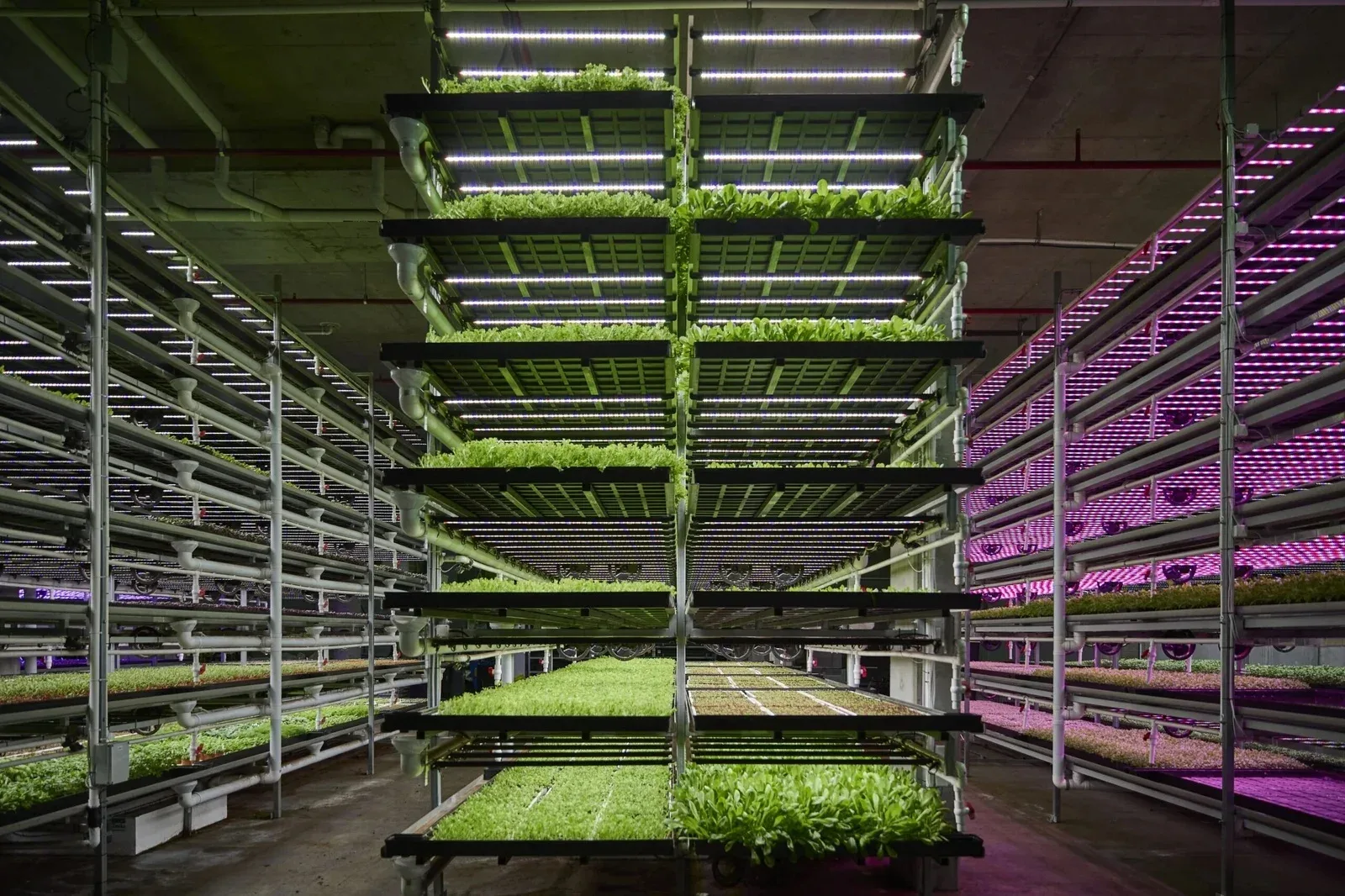 Rafturi verticale cu plante tinere iluminate de lămpi LED