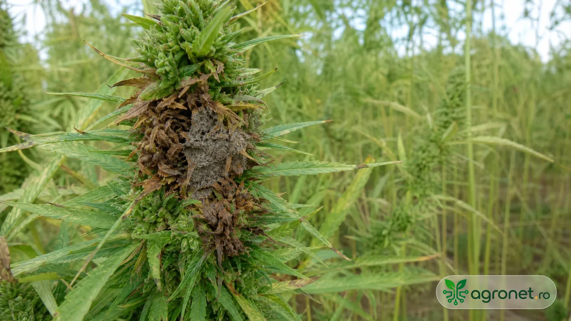 Inflorescență de cânepă industrială matură, cu o zonă brună discretă și o depunere gri-cenușie pe țesut, fotografiată într-o cultură de toamnă.