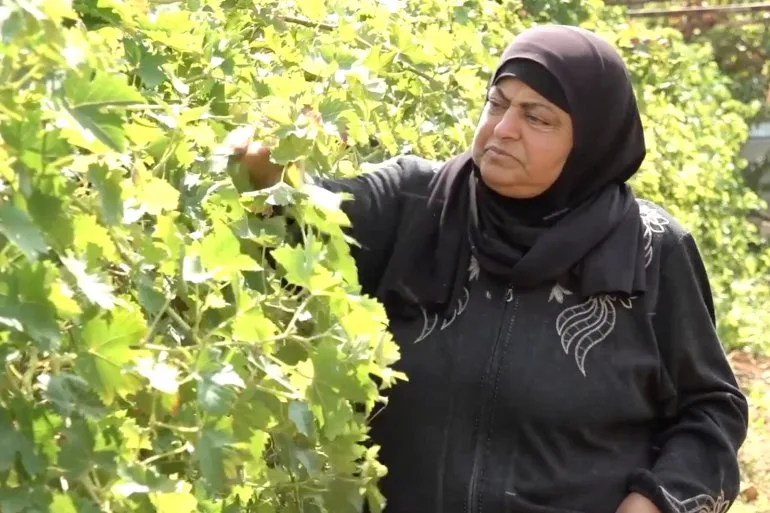 Femeie îmbrăcată în negru verifică frunzele de viță-de-vie