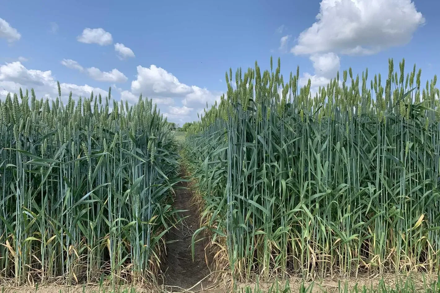 Rânduri dense de grâu verde, separate de o cărare îngustă