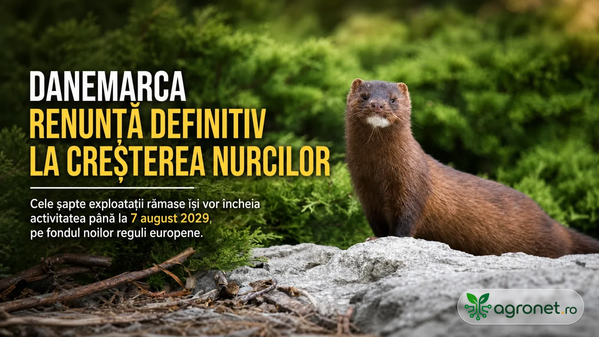 O nurcă brună stă pe stânci, lângă mușchi și vegetație verde.