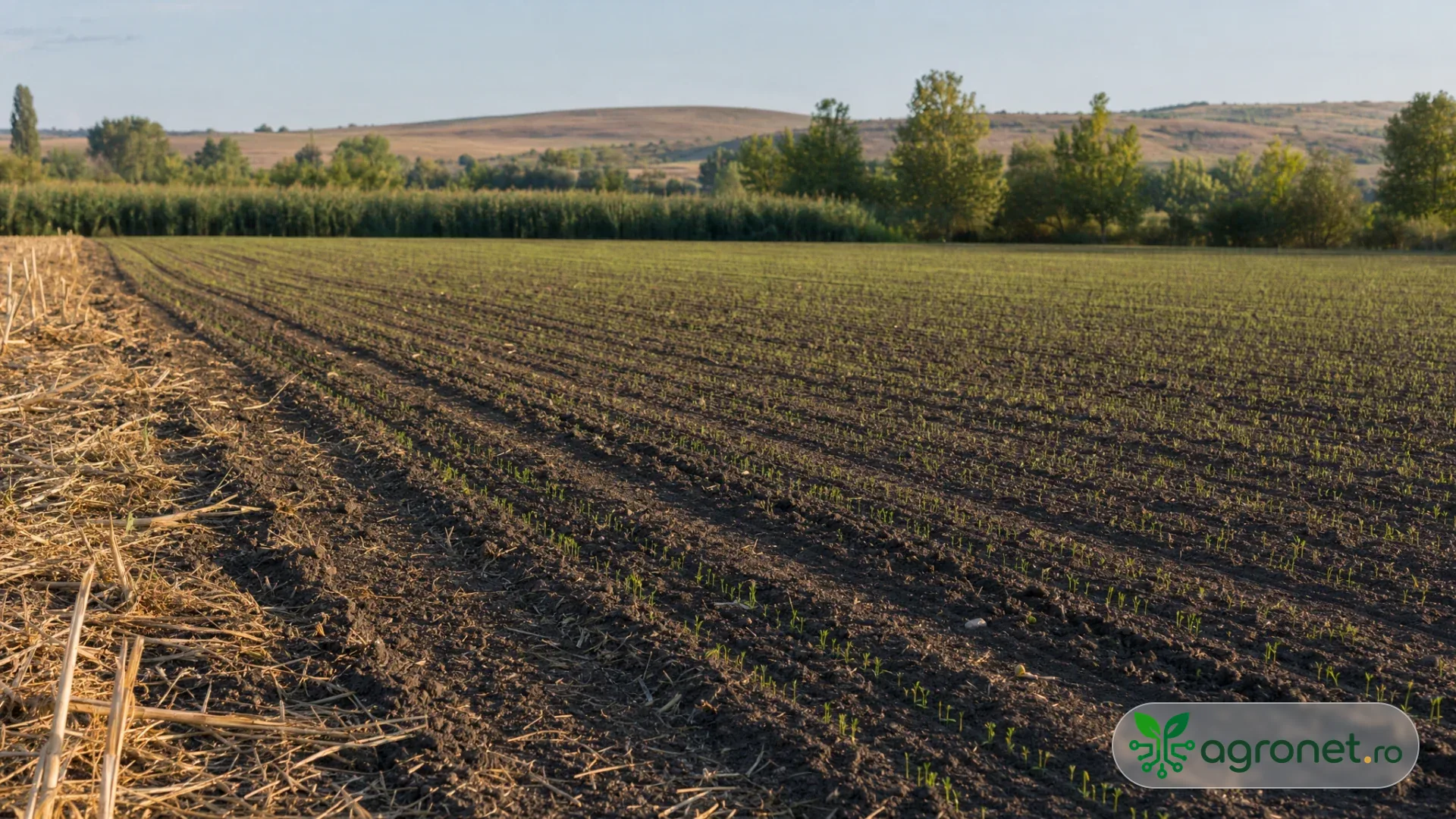 Rânduri proaspăt semănate de lucernă într-o solă nivelată, cu pat germinativ ferm, la final de vară