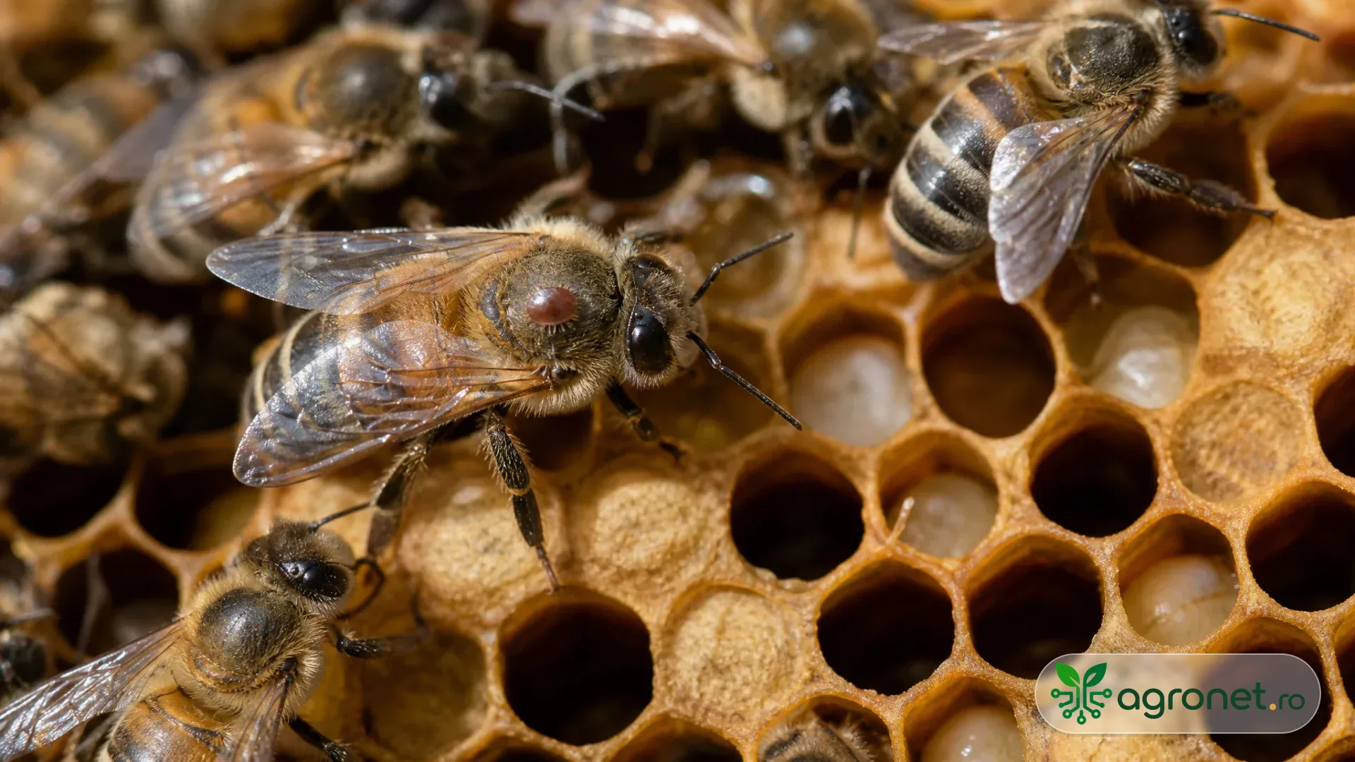 Prim-plan realist cu albine melifere pe fagure, dintre care una are un mic acarian Varroa vizibil pe torace, în lumină naturală.