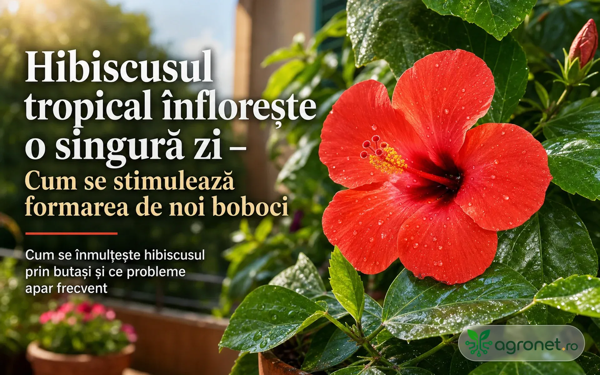 Hibiscusul tropical înflorește o singură zi – Cum se stimulează formarea de noi boboci