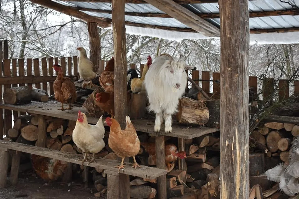 Capră albă și găini pe lemne stivuite într-un adăpost