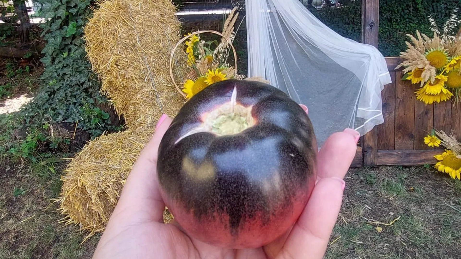 Tomată bicoloră roșie și mov închis, ținută în palmă