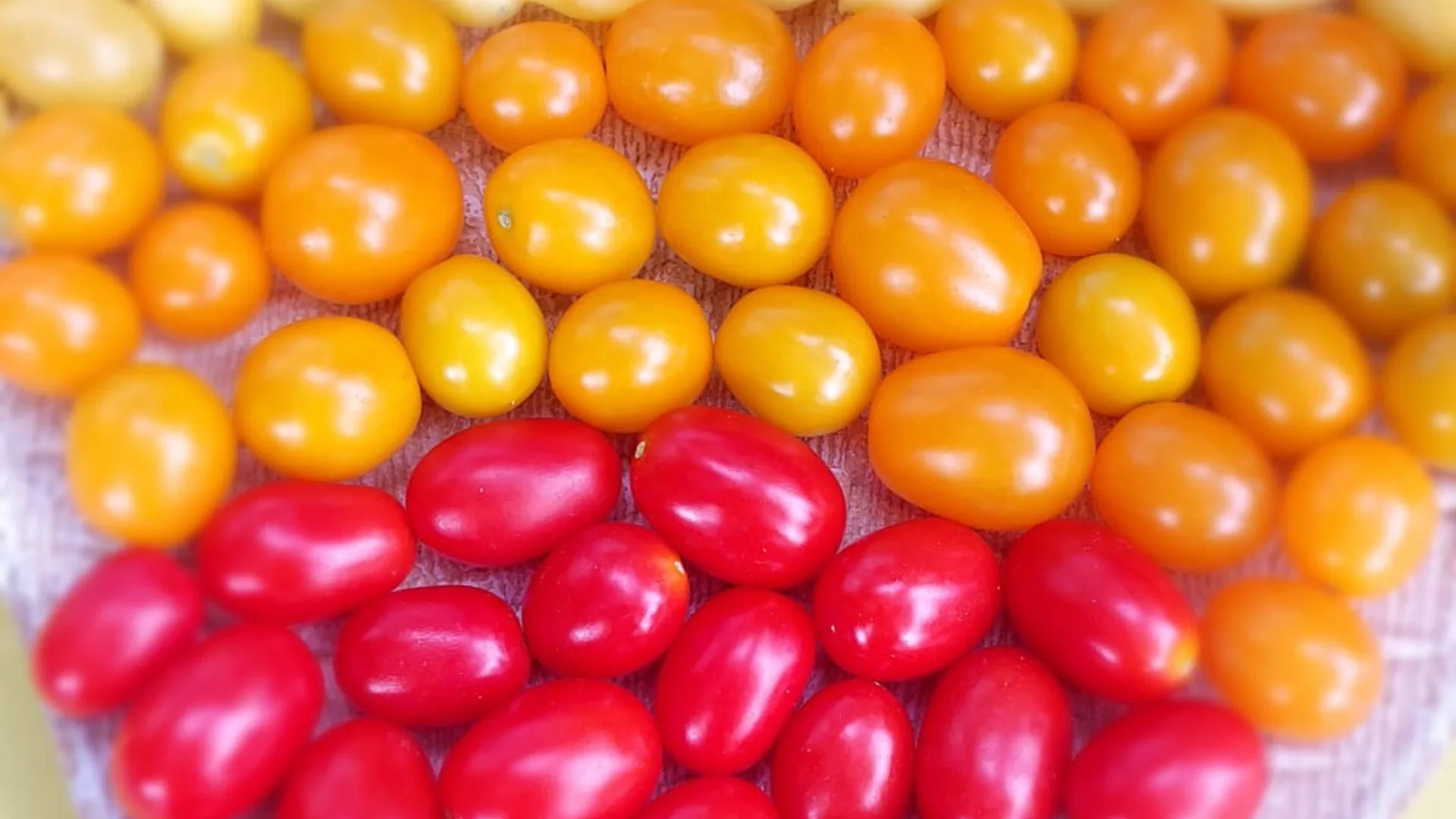 Tomate mici roșii și portocalii, grupate pe un platou