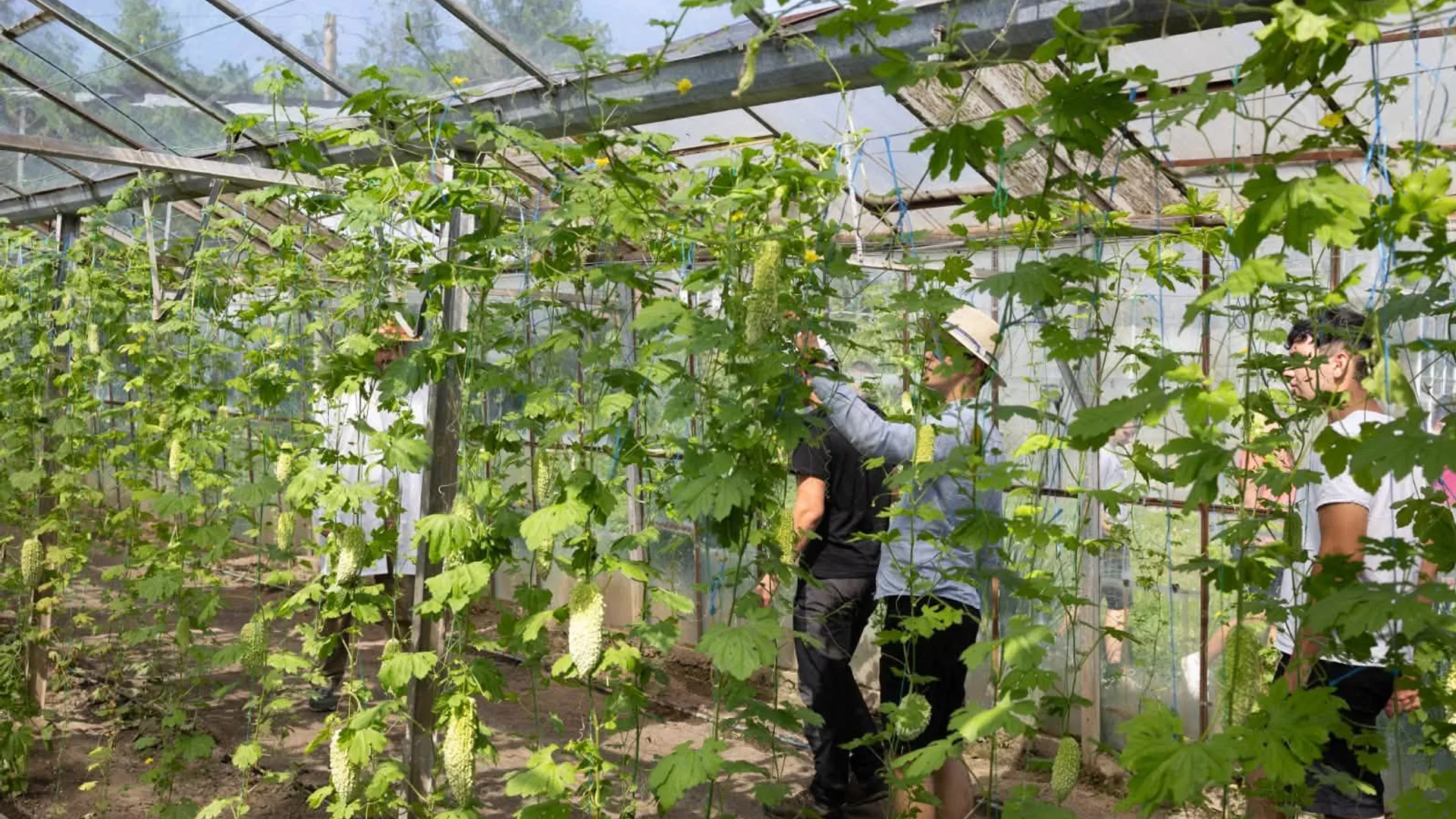 Vizitatori printre plante legumicole palisate într-un solar de cercetare