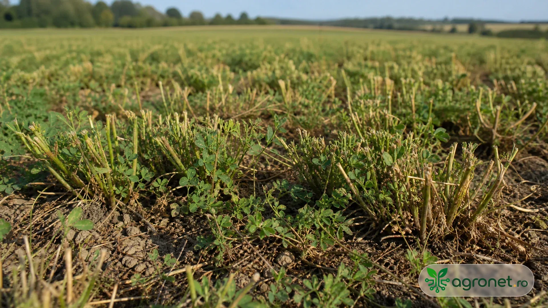 Lucernieră de toamnă după cosire, cu tulpini scurte și coroane vizibile la suprafața unui sol zvântat, în lumină naturală de toamnă.