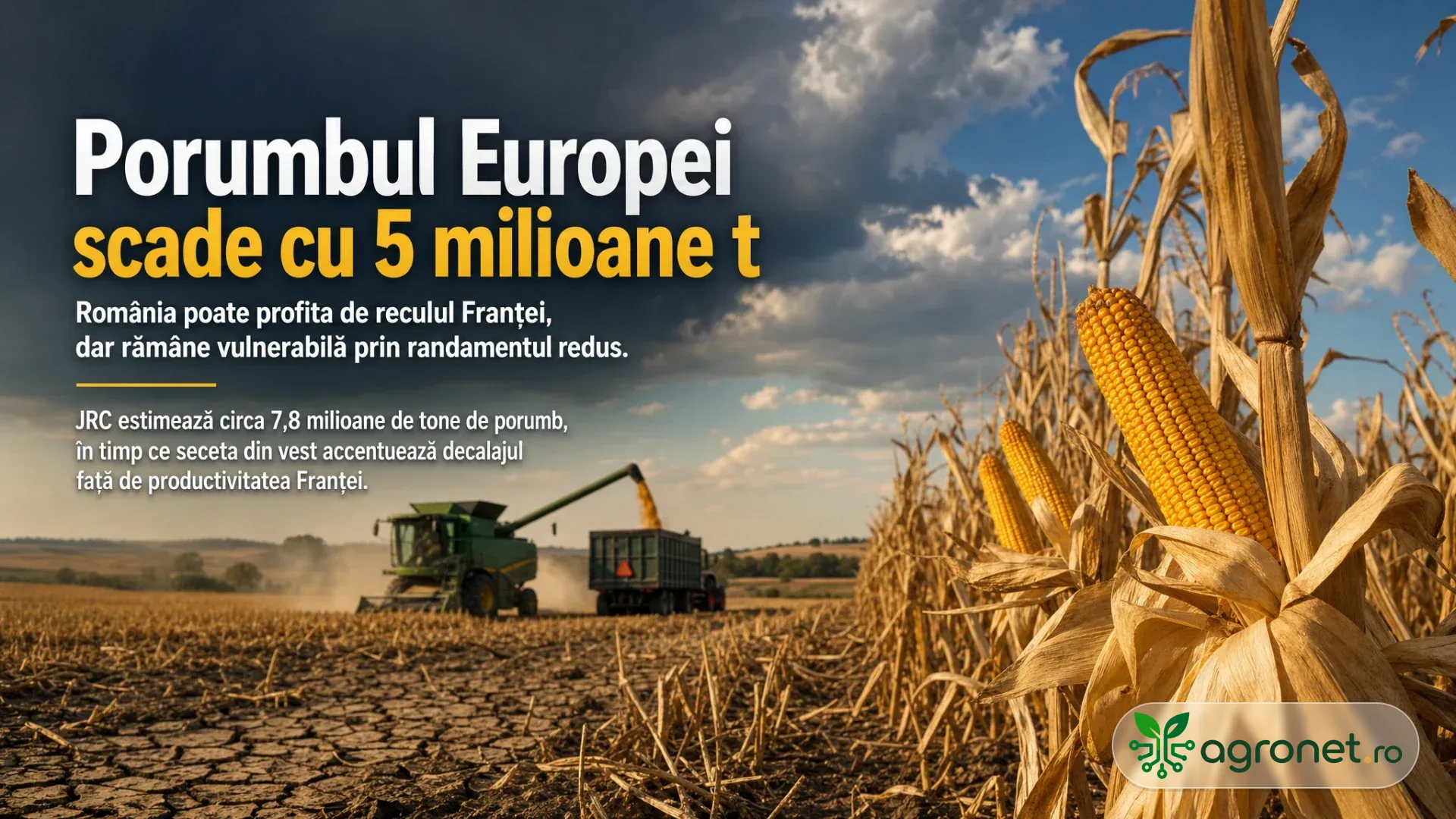 Știuleți de porumb maturi pe plante uscate, cu o combină care recoltează pe un câmp cu sol crăpat.