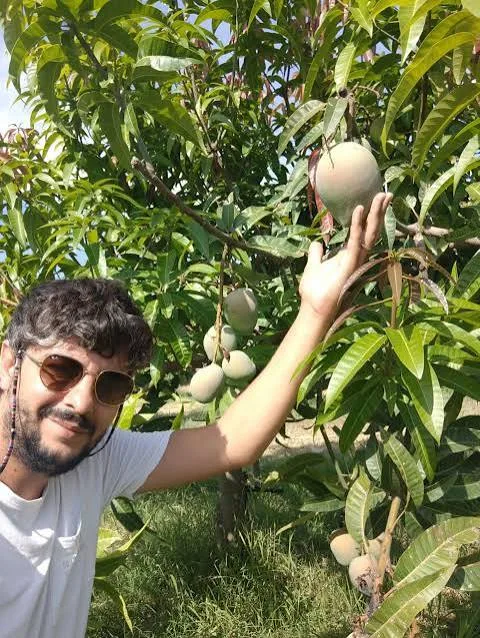 Bărbat într-o livadă de mango, ținând un fruct pe ramură