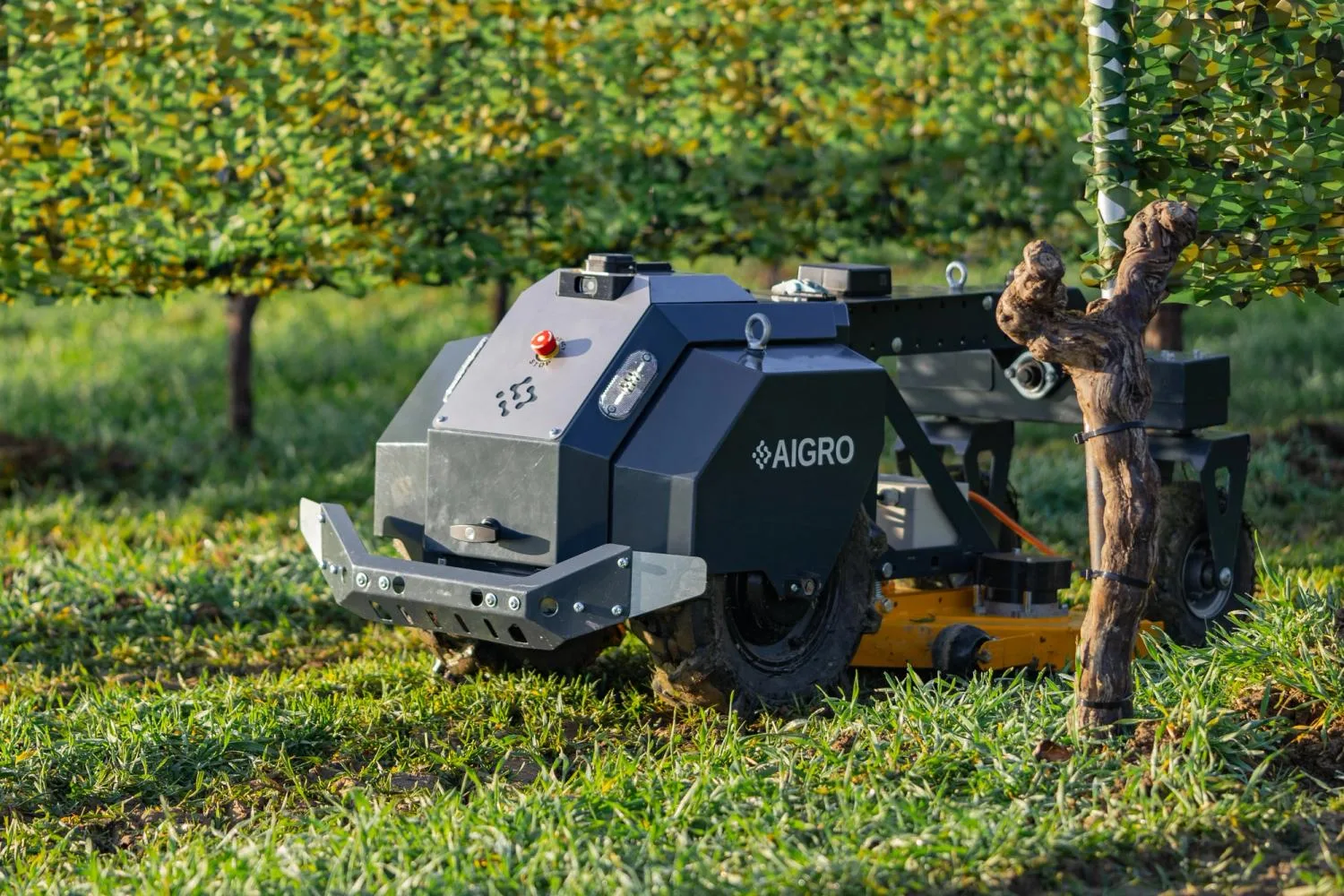 Robot agricol autonom AIGRO lucrează iarba între rânduri de pomi