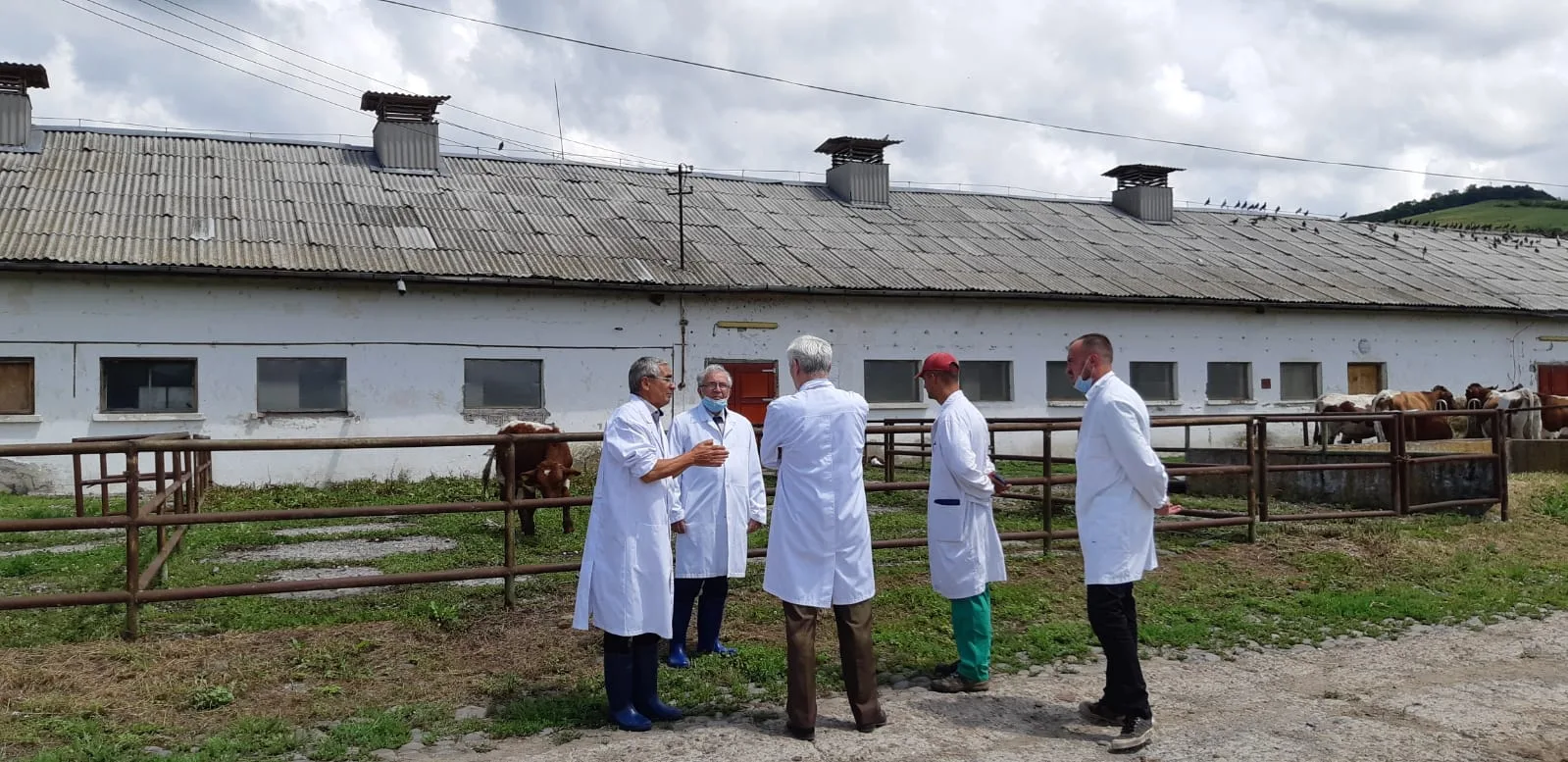 Specialiști în halate discută lângă adăpostul cu bovine