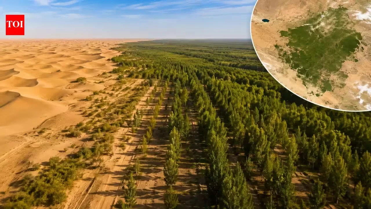 Fâșie forestieră la marginea dunelor, cu hartă satelitară inserată