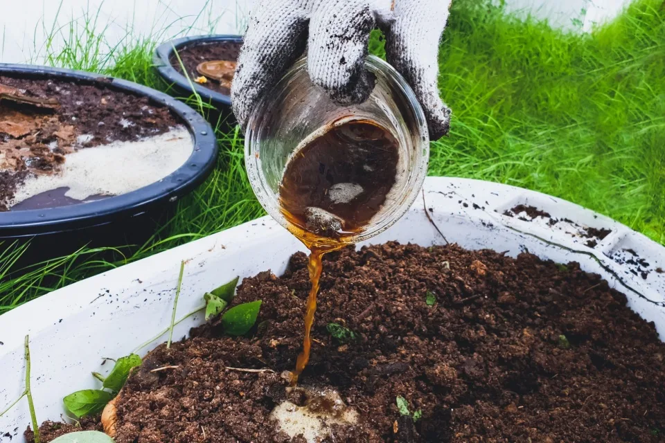 Lichid brun turnat din borcan peste sol într-un strat cultivat