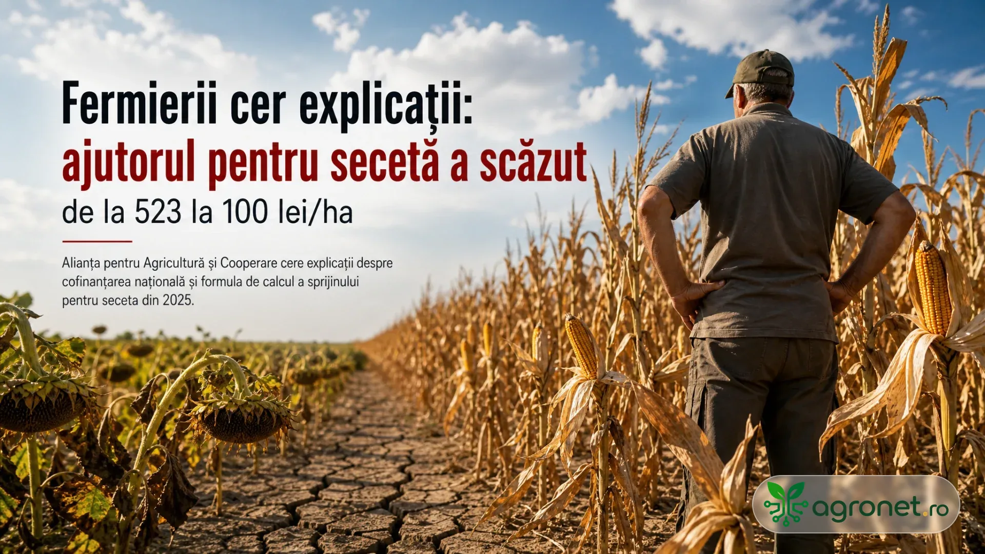 Fermier văzut din spate lângă porumb uscat, floarea-soarelui ofilită și sol crăpat de secetă.