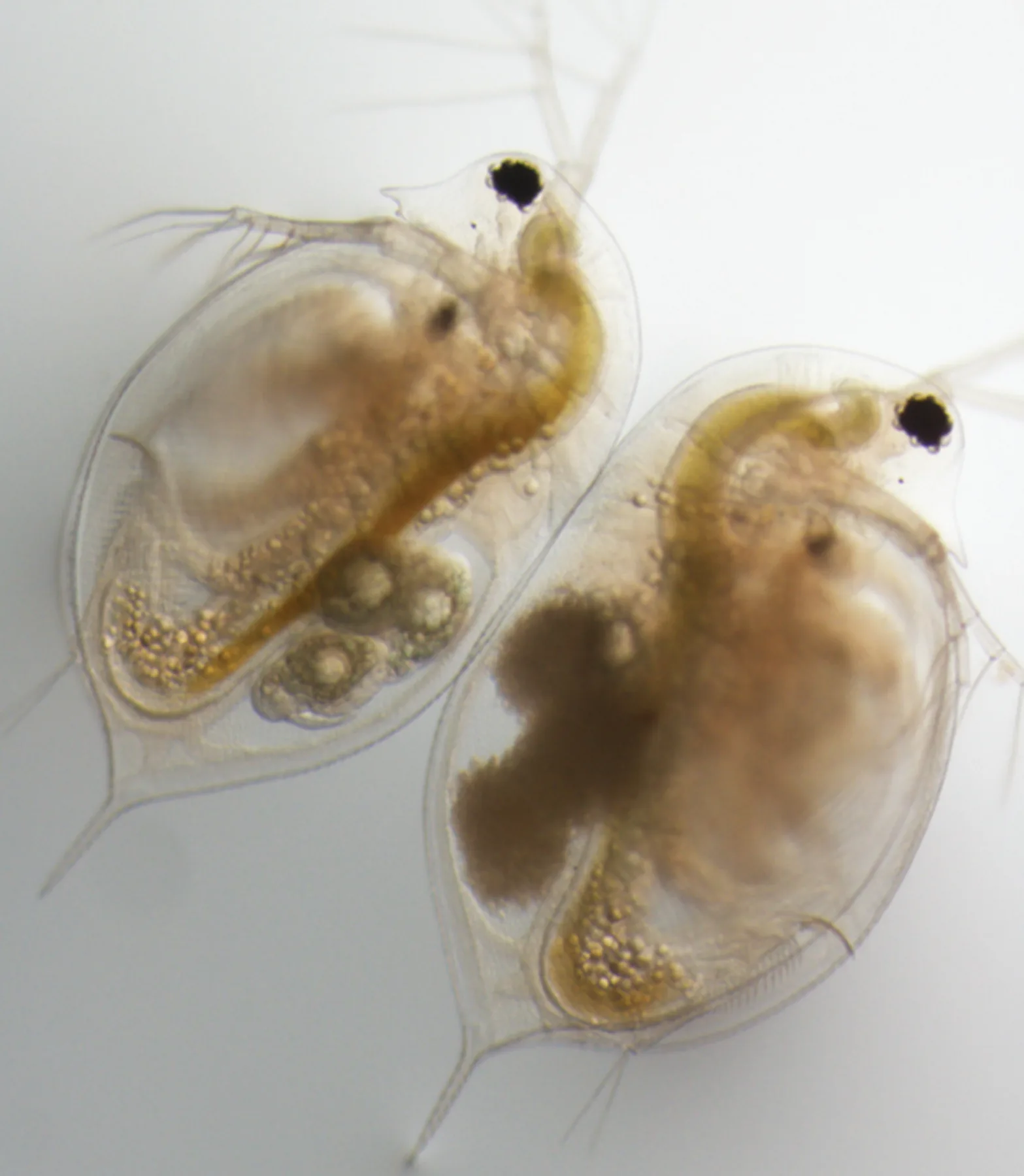 Focare de locă americană în Brăila și Cluj – Stupii contaminați trebuie distruși — loca americană, Paenibacillus larvae,