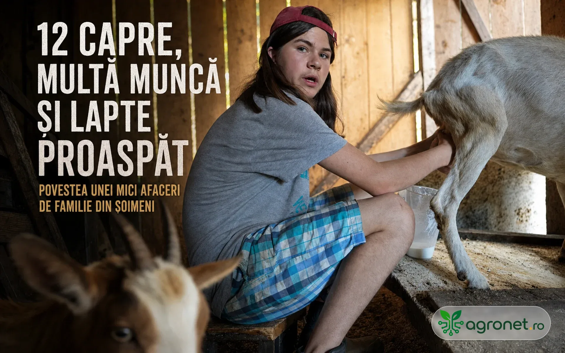 12 capre, multă muncă și lapte proaspăt. Povestea unei mici afaceri de familie din Șoimeni