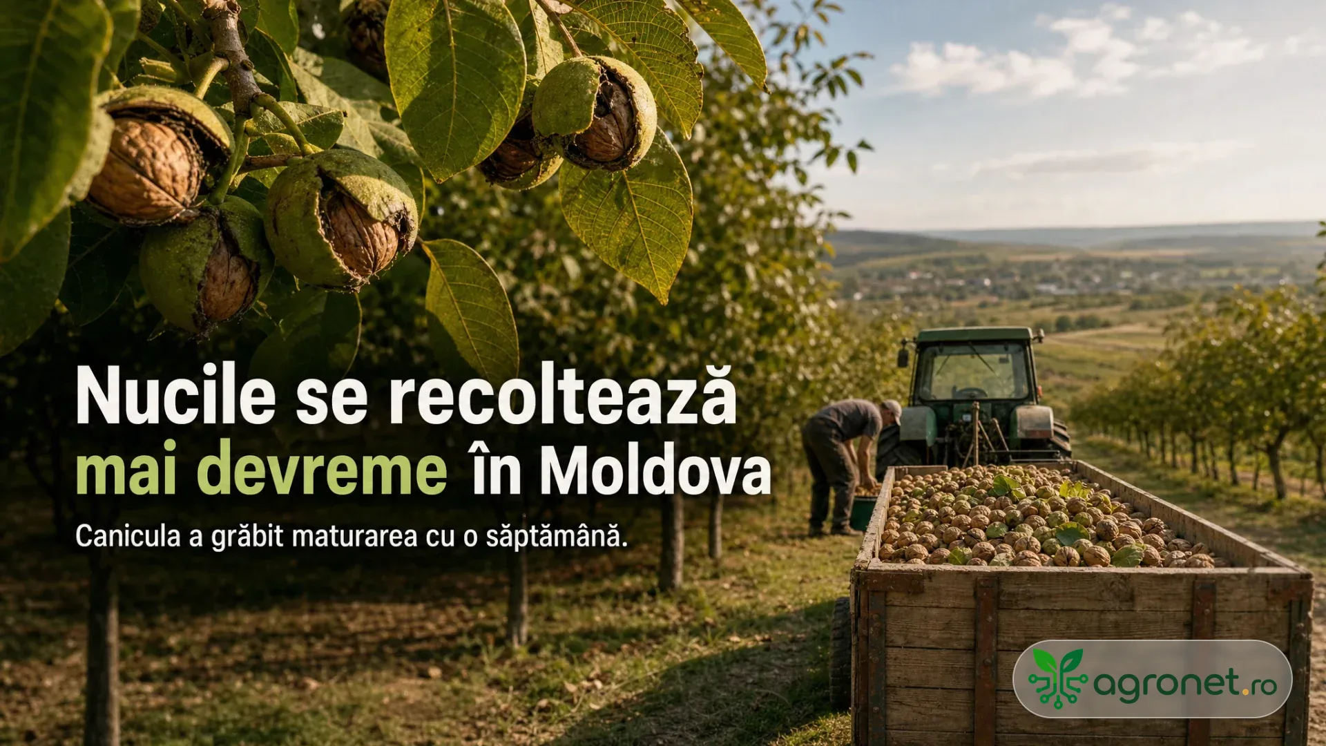 Nuci coapte pe ramuri, livadă de nuci și remorcă încărcată cu fructe lângă un tractor.
