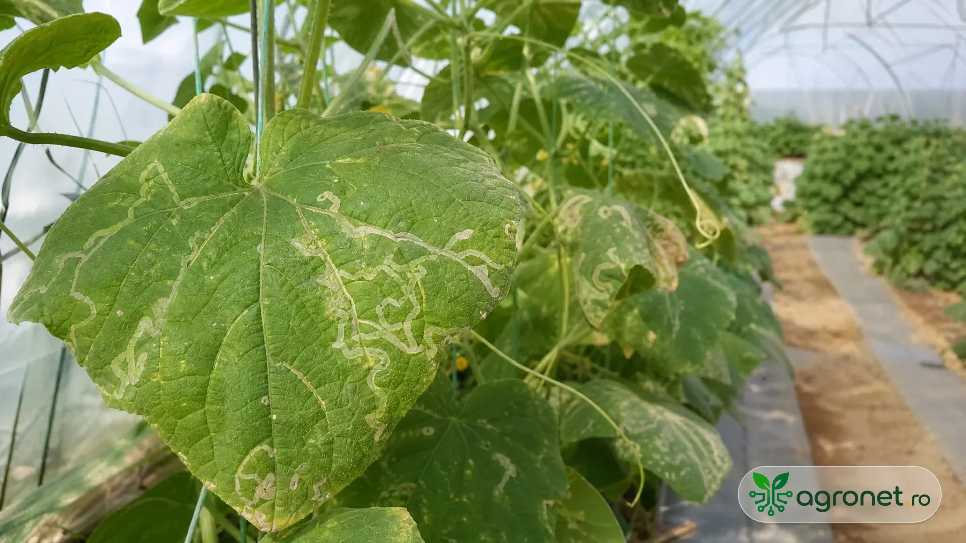 Frunză de legumă într-un solar, cu galerii serpentine albicioase și urme fine în interiorul limbului, fără ca fotografia să confirme o specie de dăunător.