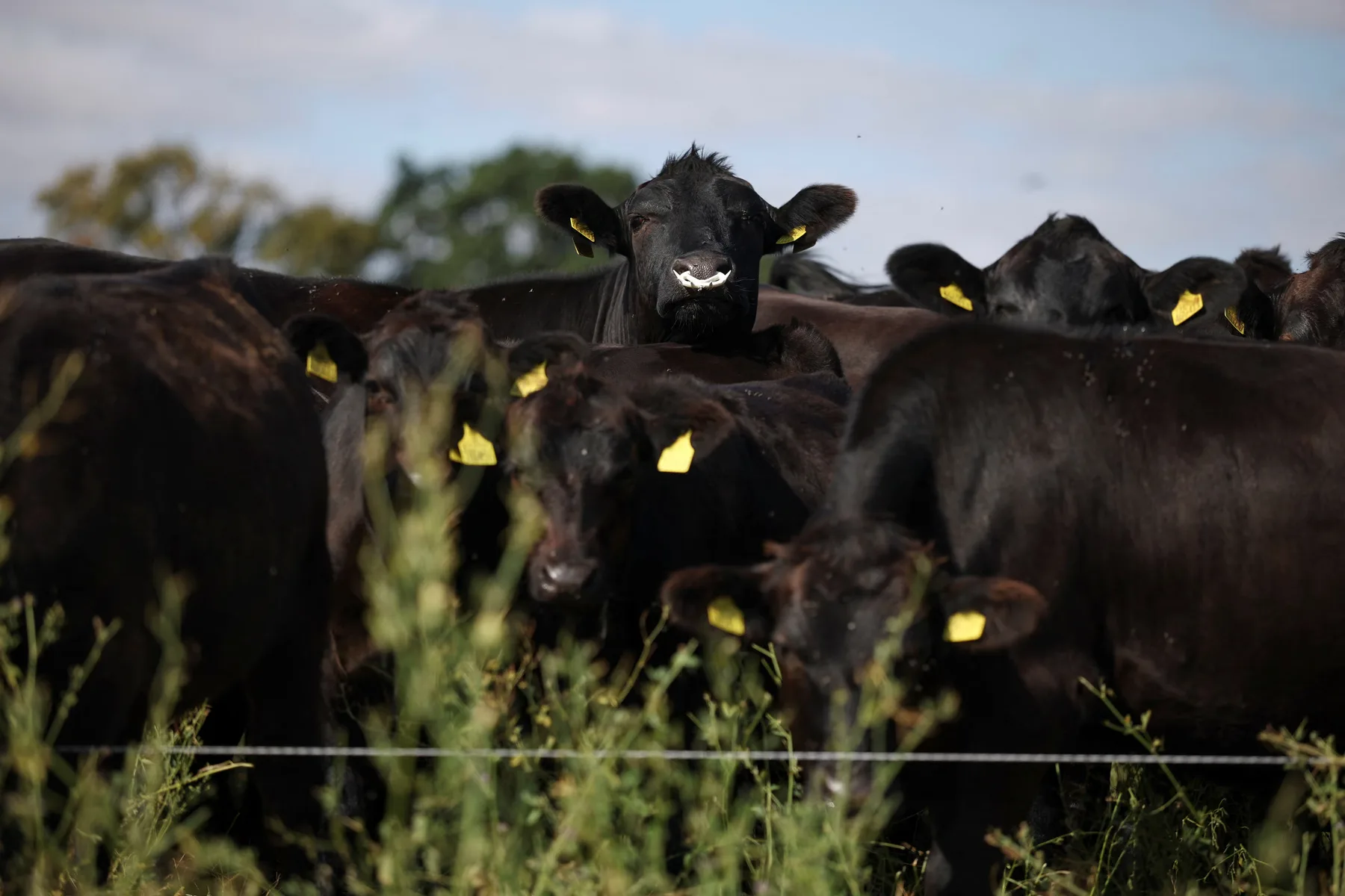 Bovine negre cu crotalii galbene, adunate pe pășune