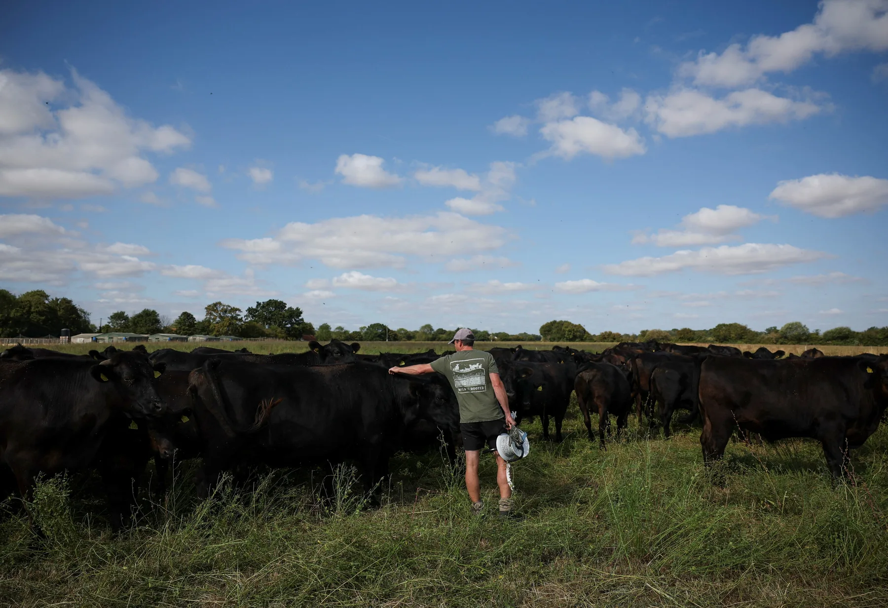 Bărbat între bovine negre pe pășune, sub cer albastru