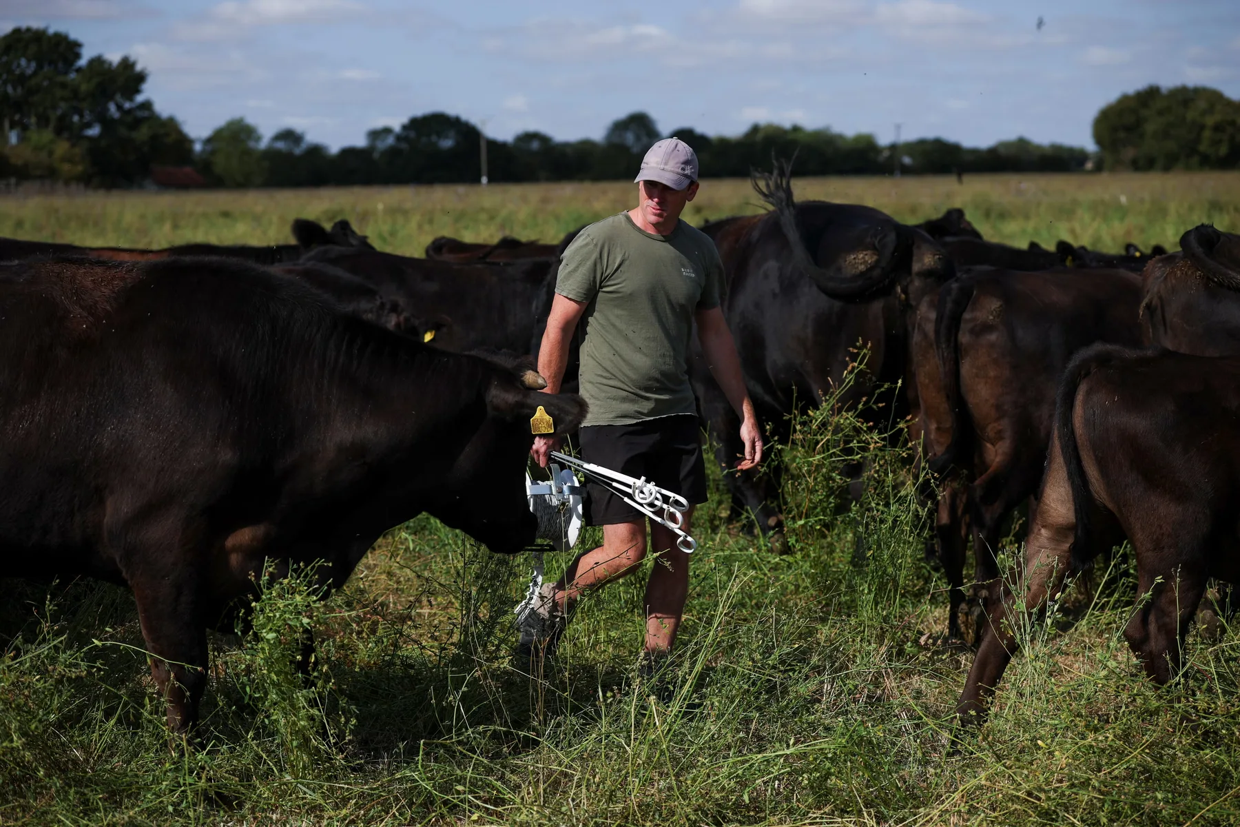 Bărbat mergând printre bovine negre pe o pășune verde