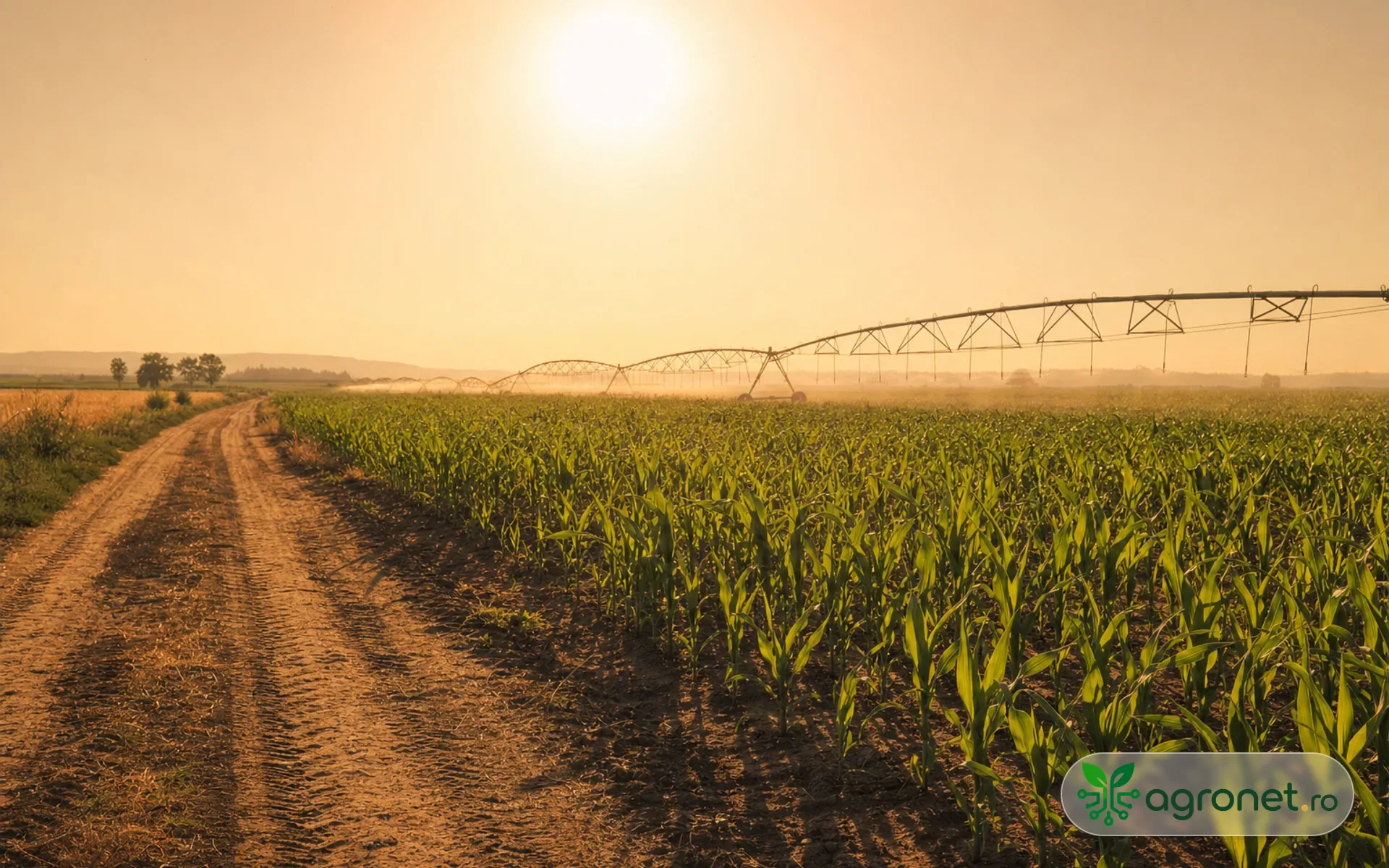 Imagine de prezentare pentru buletinul Meteo agricol România despre caniculă și lucrările agricole din 16 iulie.