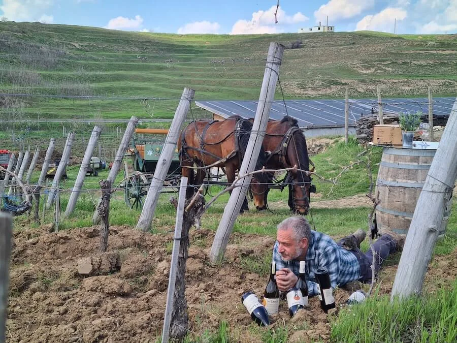 Bărbat întins între rânduri de vie, cu sticle și cal în fundal