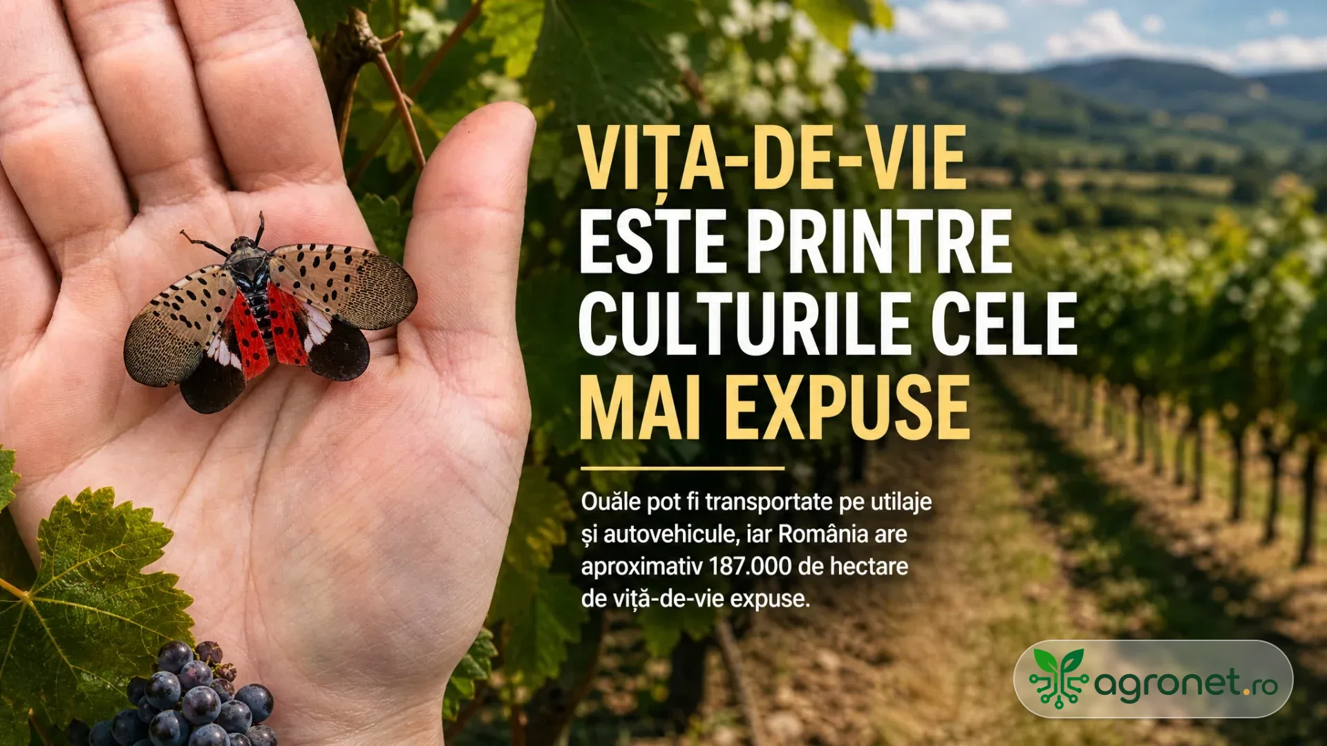 Insectă cu aripi pătate ținută în palmă lângă frunze și struguri, cu rânduri de vie în fundal.