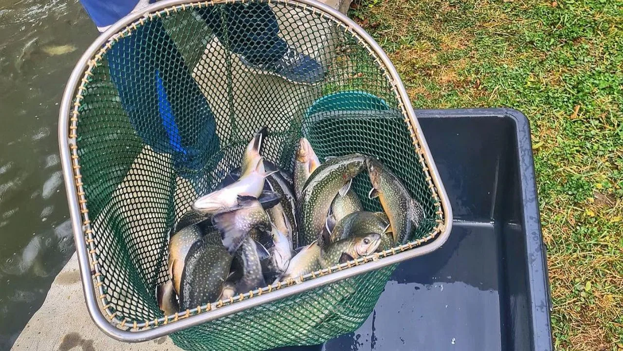 Pești scoși cu minciogul lângă un bazin de apă