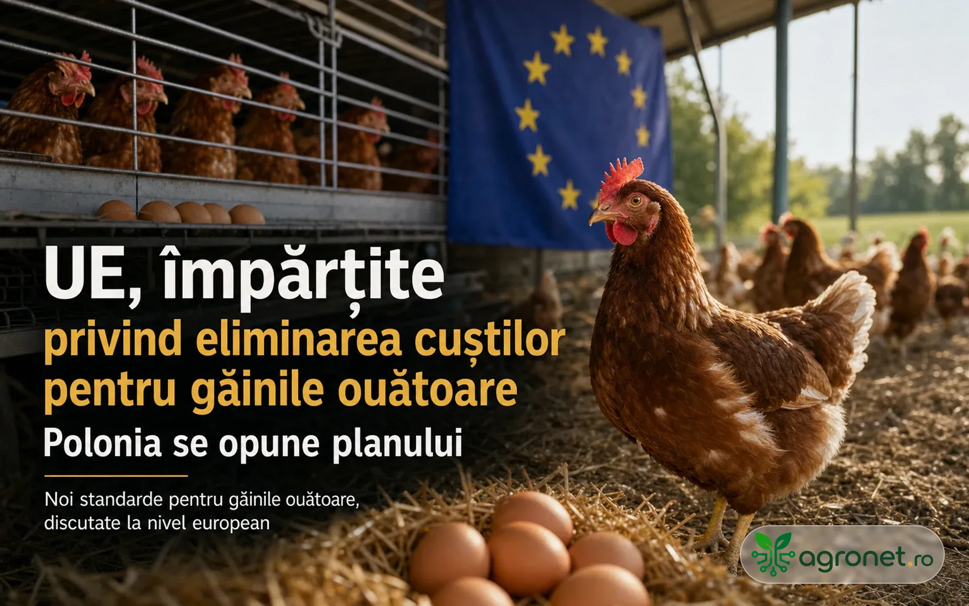 Statele UE sunt împărțite privind eliminarea cuștilor pentru găinile ouătoare - Polonia se opune planului