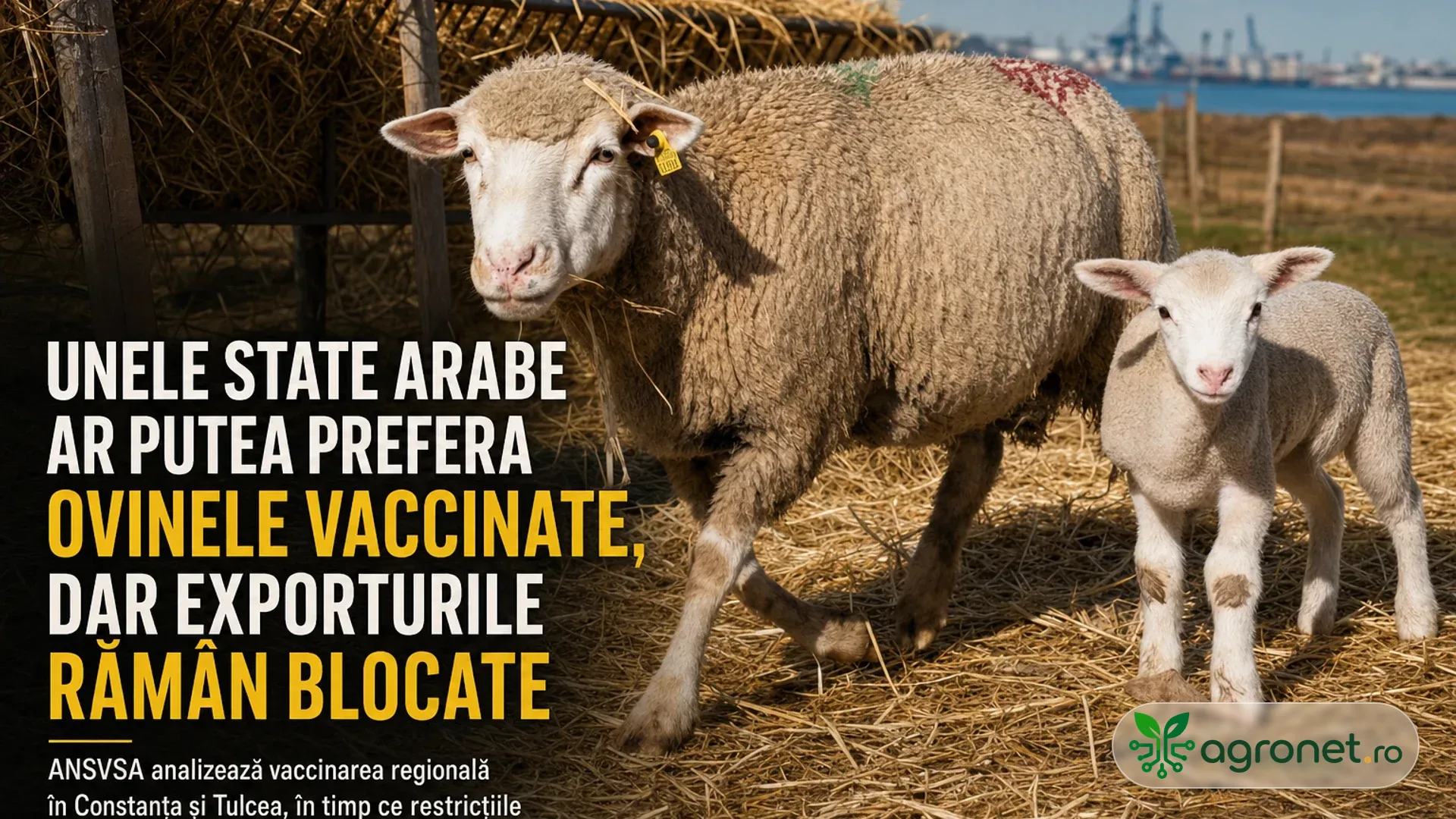 Oaie adultă și miel pe paie, lângă un hrănitor cu fân, cu macarale portuare în fundal.
