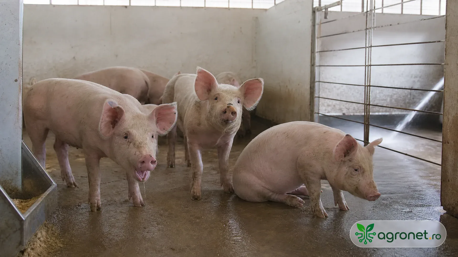 Porci tineri într-un adăpost curat, cu o zonă de spălare a boxelor vizibilă discret în fundal; fotografia ilustrează prevenția și igiena, fără a confirma un diagnostic.