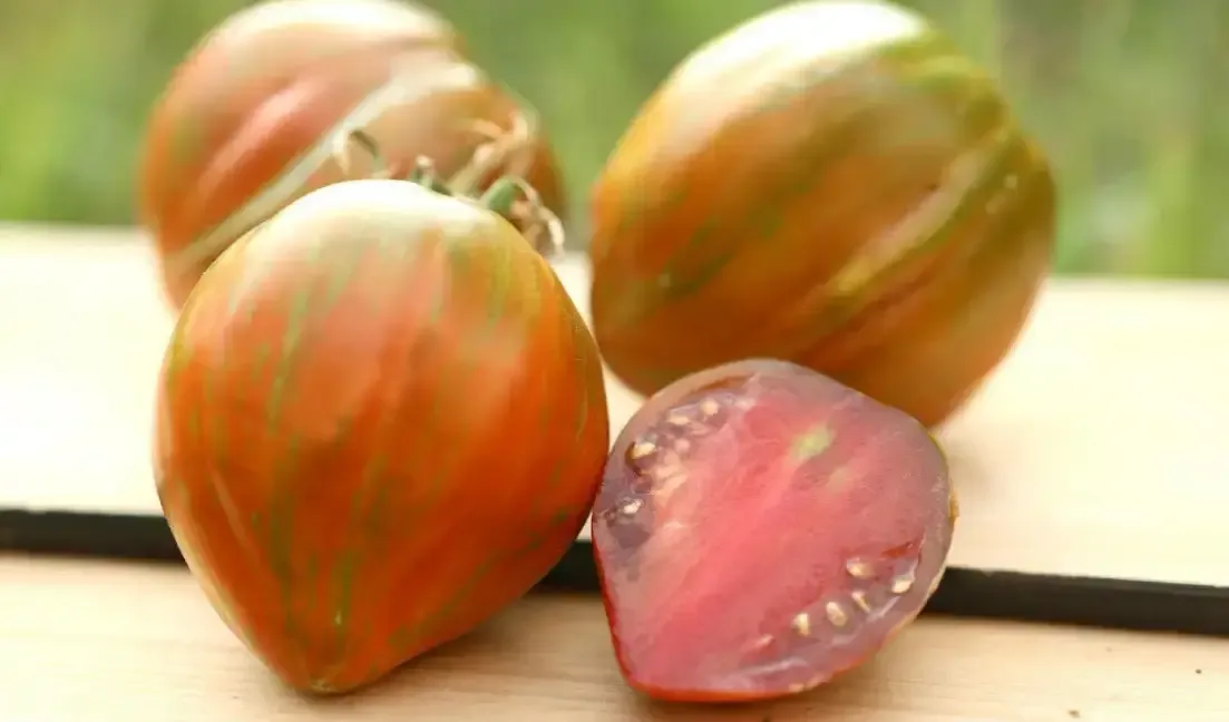 Tomate SCDL 10 brun-roșiatice, striate, cu fruct tăiat pe masă