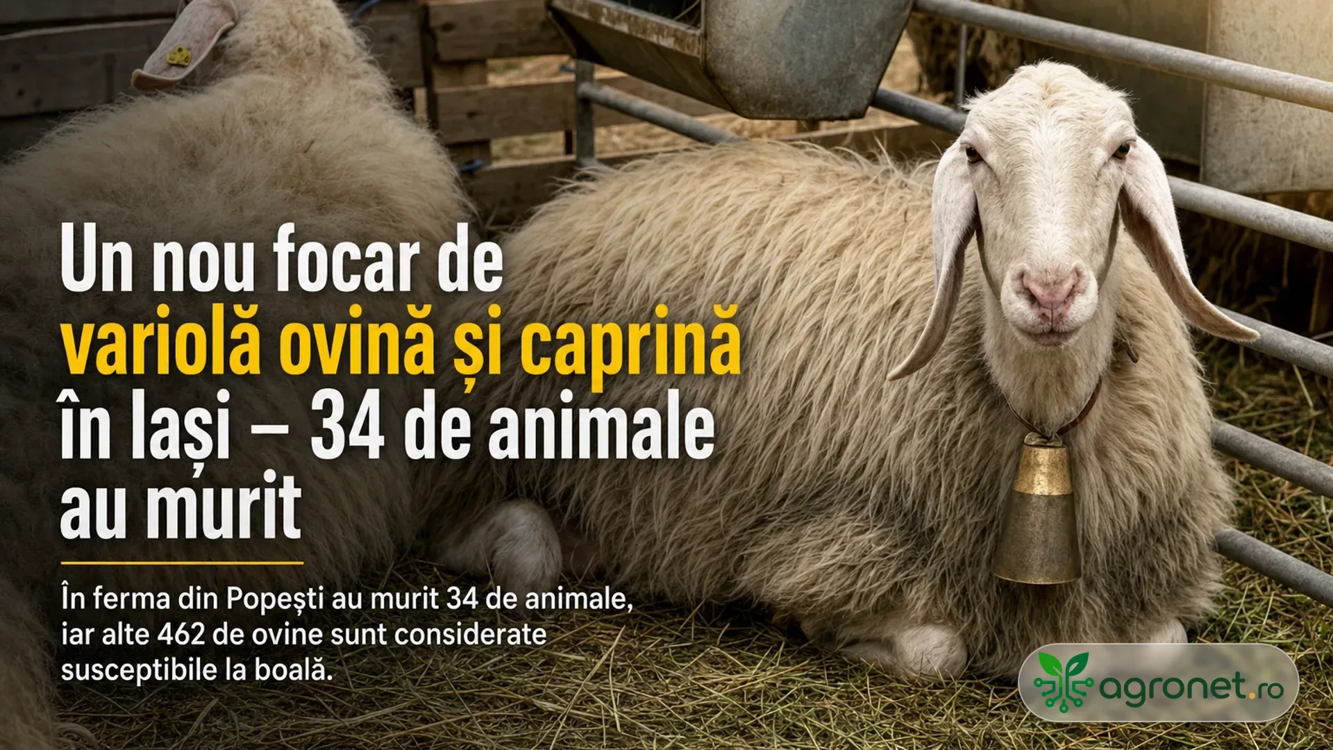 Două oi cu lână lungă stau pe paie într-un țarc metalic, una privind spre cameră.