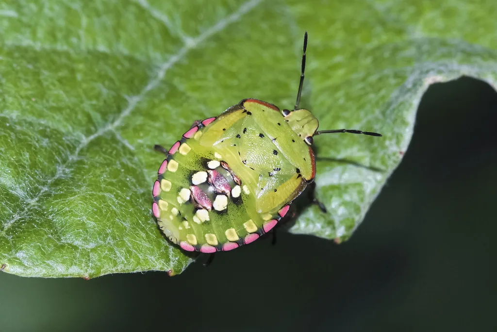 Ploșnița verde lovește solariile din Timiș – Un legumicultor spune că a pierdut a doua cultură de tomate — Nezara viridula,
